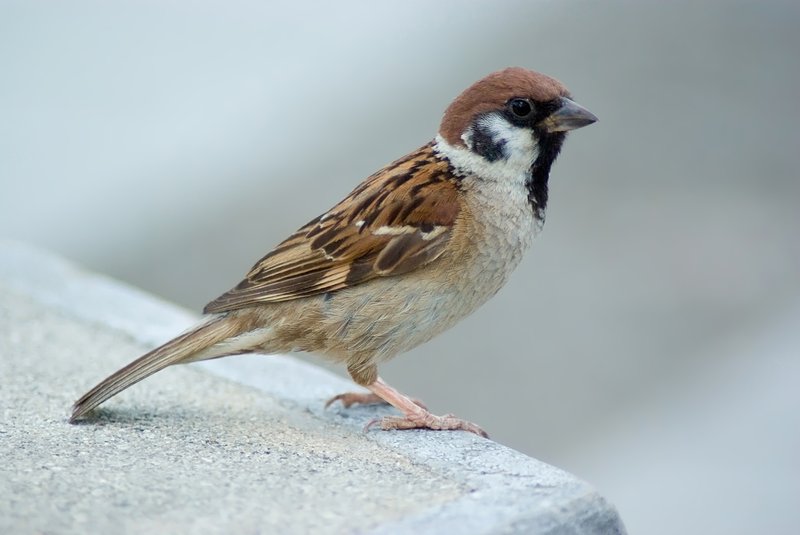 American Tree Sparrow