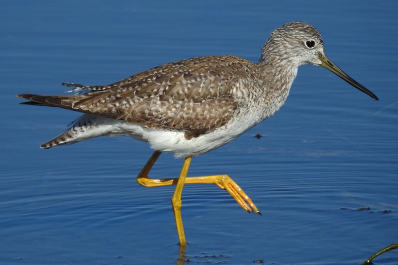 Greater Yellowlegs