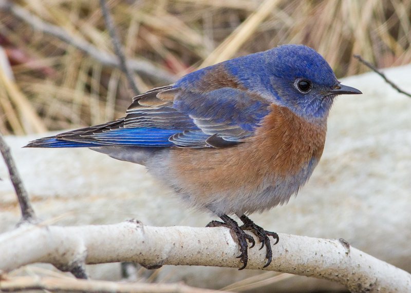 Western Bluebird