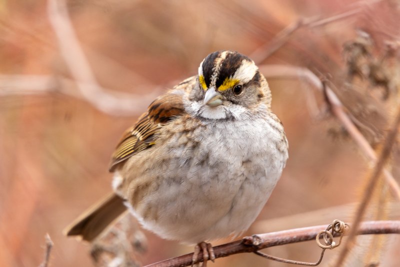 White-throated Sparrow
